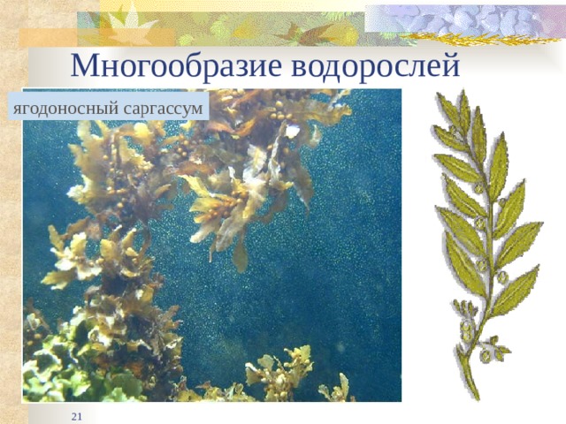 Многообразие водорослей ягодоносный саргассум Пожалуй, самые густые и обширные заросли образует бурая водоросль (ягодоносный саргассум) у берегов Мексиканского залива. Посмотри на саргассум. Он увешан мелкими шариками. Но это вовсе не ягоды, а воздухоносные пузырьки. Эти пузырьки, как поплавки, удерживают на поверхности воды огромные скопления водоросли, оторванные штормами от родных мексиканских берегов. Течение Гольфстрим подхватывает этот плавучий ковер и уносит далеко в спокойное Саргассово море.   