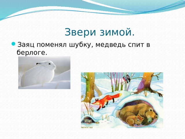 Звери зимой. Заяц поменял шубку, медведь спит в берлоге. 