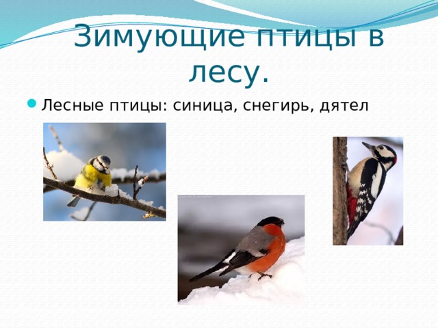 Зимующие птицы в лесу. Лесные птицы: синица, снегирь, дятел 