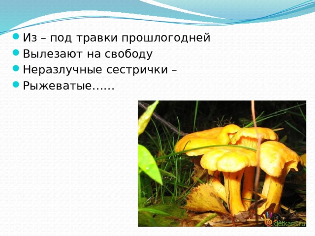 Из – под травки прошлогодней Вылезают на свободу Неразлучные сестрички – Рыжеватые…… 