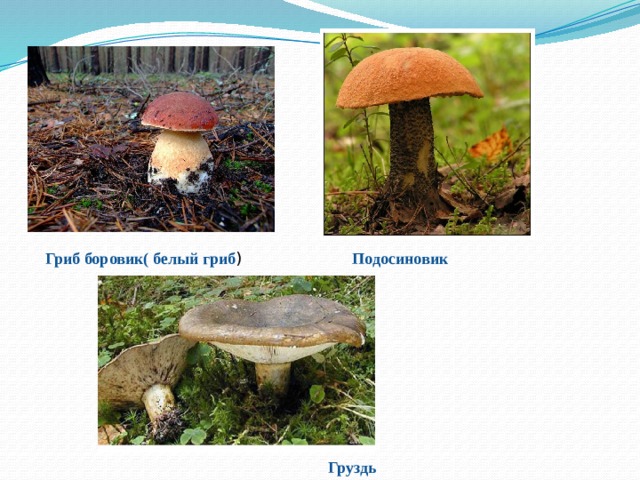 Гриб боровик( белый гриб ) Подосиновик Груздь 