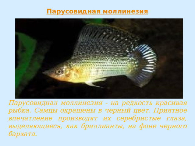 Парусовиднал моллинезия - на редкость красивая рыбка. Самцы окрашены в черный цвет. Приятное впечатление производят их серебристые глаза, выделяющиеся, как бриллианты, на фоне черного бархата. 