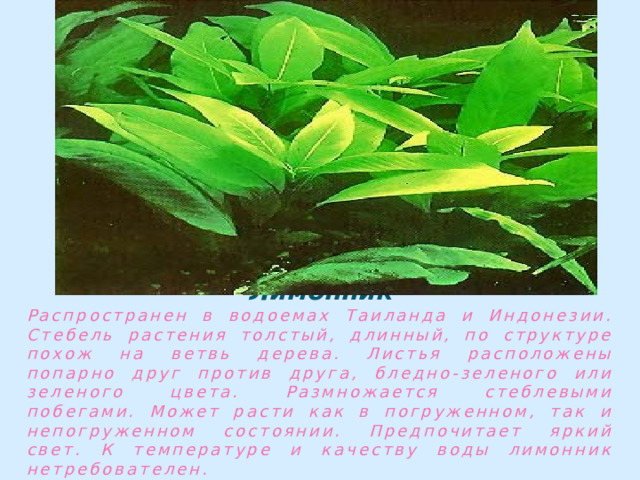 Лимонник Распространен в водоемах Таиланда и Индонезии. Стебель растения толстый, длинный, по структуре похож на ветвь дерева. Листья расположены попарно друг против друга, бледно-зеленого или зеленого цвета. Размножается стеблевыми побегами. Может расти как в погруженном, так и непогруженном состоянии. Предпочитает яркий свет. К температуре и качеству воды лимонник нетребователен. 