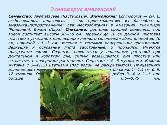 Эхинодорус амазонский Семейство: Alismataceae (Частуховые). Этимология: Echinodorus — см. Е. aschersonianus; amazonicus — по происхождению из бассейна р. Амазонка.Распространение: два местообитания в Амазонии: Рио-Ямари (Рондония); Белем (Пара). Описание: растение средней величины, под водой достигает высоты 30—50 см. Черешок до 10 см длиной. Листовая пластинка узколанцетная, нередко немного склоненная вбок, длиной до 40 см, шириной 1,5—3 см, зеленая с темными поперечными прожилками. Верхушка и основание листа заостренные, 5 прожилок. Имеются прозрачные линии. Соцветия появляются у подводных растений при длительном и коротком дне, сильно возвышаются, они простые или ветвистые, с дочерними растениями. Соцветие с 4—6 мутовками. Каждая мутовка с 3—6(12) цветками (под водой не раскрываются). Прицветники длиннее цветоножки. Цветоножка до 1 см, в диаметре около 1—1,5 см, 6, 9, 12 тычинок. Орешек размером 2x1 мм, боковых ребер 3—4 и 2—5 или больше друз. Клювик длиной 0,5—0,75 мм.   