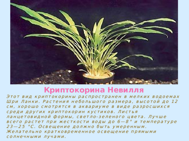 Криптокорина Невилля Этот вид криптокорины распространен в мелких водоемах Шри Ланки. Растения небольшого размера, высотой до 12 см, хорошо смотрятся в аквариуме в виде разросшихся среди других криптокорин кустиков. Листья ланцетовидной формы, светло-зеленого цвета. Лучше всего растет при жесткости воды до 6—8° и температуре 23—25 °С. Освещение должно быть умеренным. Желательно кратковременное освещение прямыми солнечными лучами. 