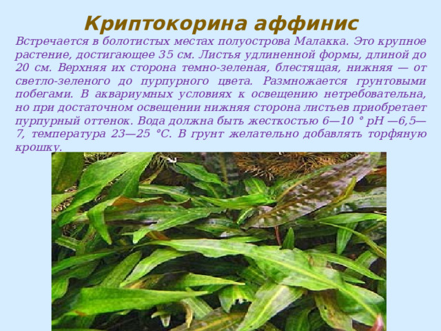Криптокорина аффинис Встречается в болотистых местах полуострова Малакка. Это крупное растение, достигающее 35 см. Листья удлиненной формы, длиной до 20 см. Верхняя их сторона темно-зеленая, блестящая, нижняя — от светло-зеленого до пурпурного цвета. Размножается грунтовыми побегами. В аквариумных условиях к освещению нетребовательна, но при достаточном освещении нижняя сторона листьев приобретает пурпурный оттенок. Вода должна быть жесткостью 6—10 ° рН —6,5—7, температура 23—25 °С. В грунт желательно добавлять торфяную крошку. 