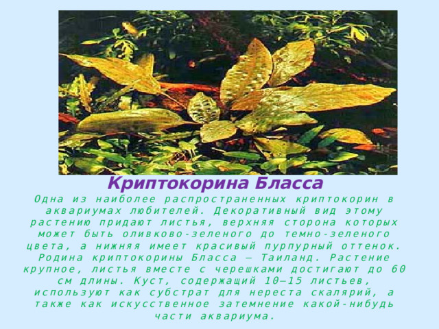 Криптокорина Бласса Одна из наиболее распространенных криптокорин в аквариумах любителей. Декоративный вид этому растению придают листья, верхняя сторона которых может быть оливково-зеленого до темно-зеленого цвета, а нижняя имеет красивый пурпурный оттенок. Родина криптокорины Бласса — Таиланд. Растение крупное, листья вместе с черешками достигают до 60 см длины. Куст, содержащий 10—15 листьев, используют как субстрат для нереста скалярий, а также как искусственное затемнение какой-нибудь части аквариума. 