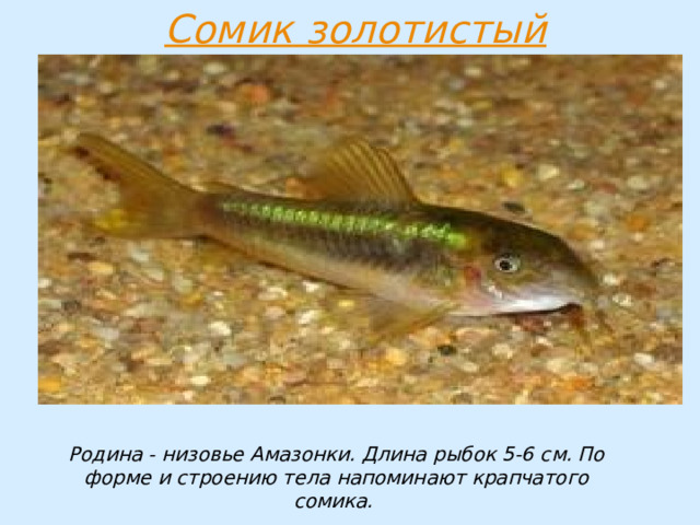Родина - низовье Амазонки. Длина рыбок 5-6 см. По форме и строению тела напоминают крапчатого сомика. 