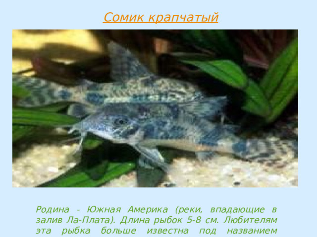 Родина - Южная Америка (реки, впадающие в залив Ла-Плата). Длина рыбок 5-8 см. Любителям эта рыбка больше известна под названием каллихт. 