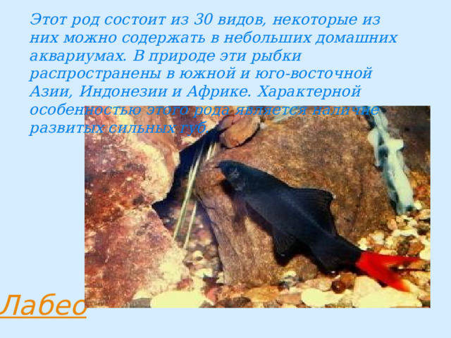 Этот род состоит из 30 видов, некоторые из них можно содержать в небольших домашних аквариумах. В природе эти рыбки распространены в южной и юго-восточной Азии, Индонезии и Африке. Характерной особенностью этого рода является наличие развитых сильных губ. 