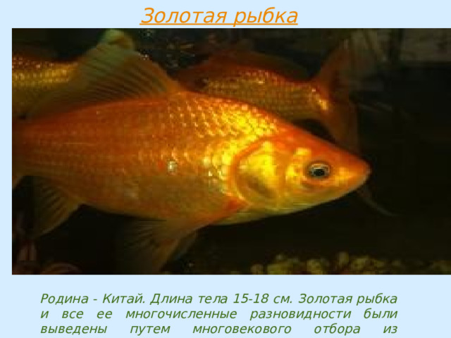 Родина - Китай. Длина тела 15-18 см. Золотая рыбка и все ее многочисленные разновидности были выведены путем многовекового отбора из серебряного китайского карася. 