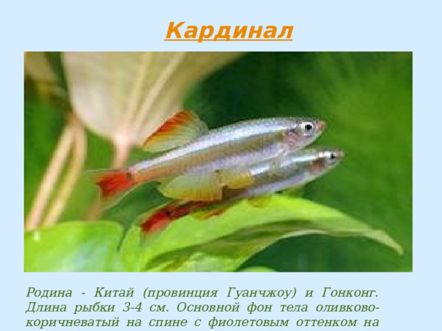 Родина - Китай (провинция Гуанчжоу) и Гонконг. Длина рыбки 3-4 см. Основной фон тела оливково-коричневатый на спине с фиолетовым оттенком на боках. 