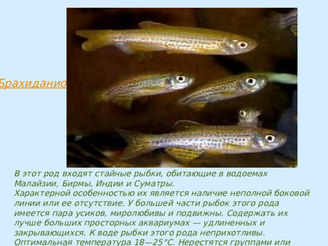 В этот род входят стайные рыбки, обитающие в водоемах Малайзии, Бирмы, Индии и Суматры.  Характерной особенностью их является наличие неполной боковой линии или ее отсутствие. У большей части рыбок этого рода имеется пара усиков, миролюбивы и подвижны. Содержать их лучше больших просторных аквариумах — удлиненных и закрывающихся. К воде рыбки этого рода неприхотливы. Оптимальная температура 18—25°С. Нерестятся группами или парами. 