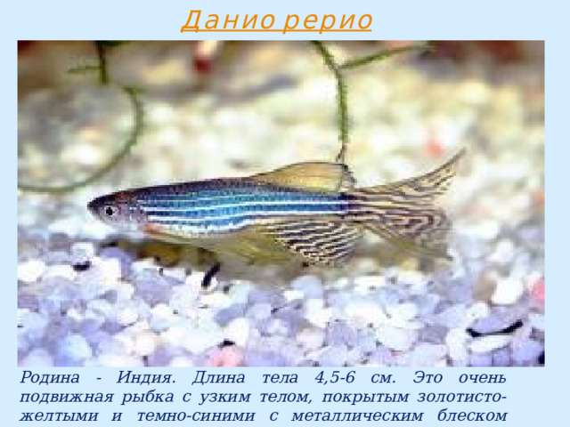 Родина - Индия. Длина тела 4,5-6 см. Это очень подвижная рыбка с узким телом, покрытым золотисто-желтыми и темно-синими с металлическим блеском продольными полосами. 