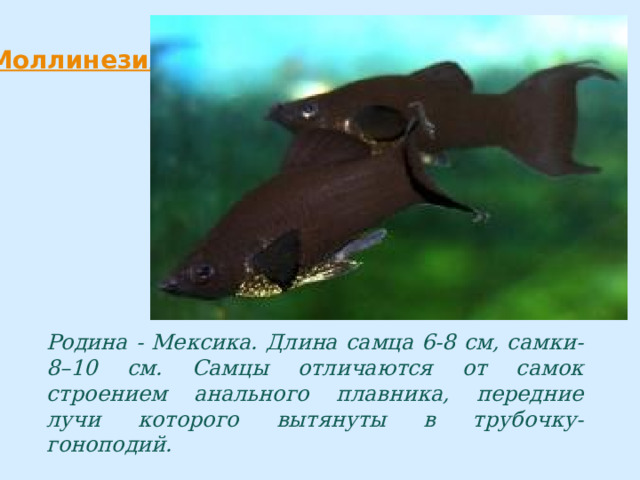 Родина - Мексика. Длина самца 6-8 см, самки- 8–10 см. Самцы отличаются от самок строением анального плавника, передние лучи которого вытянуты в трубочку-гоноподий. 