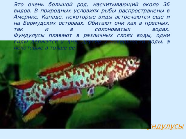 Это очень большой род, насчитывающий около 36 видов. В природных условиях рыбы распространены в Америке, Канаде, некоторые виды встречаются еще и на Бермудских островах. Обитают они как в пресных, так и в солоноватых водах.  Фундулусы плавают в различных слоях воды, одни виды держатся у дна, другие у поверхности воды, а некоторые в толще ее. 