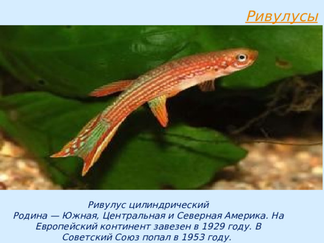 Ривулус цилиндрический  Родина — Южная, Центральная и Северная Америка. На Европейский континент завезен в 1929 году. В Советский Союз попал в 1953 году. 