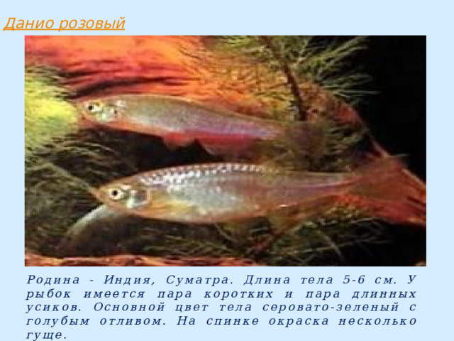 Родина - Индия, Суматра. Длина тела 5-6 см. У рыбок имеется пара коротких и пара длинных усиков. Основной цвет тела серовато-зеленый с голубым отливом. На спинке окраска несколько гуще. 