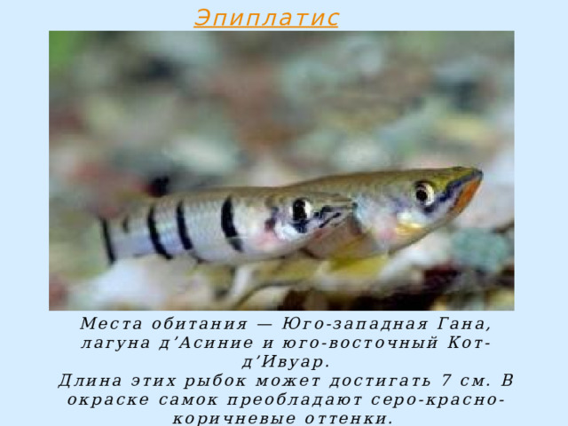 Места обитания — Юго-западная Гана, лагуна д’Асиние и юго-восточный Кот-д’Ивуар.  Длина этих рыбок может достигать 7 см. В окраске самок преобладают серо-красно-коричневые оттенки. 