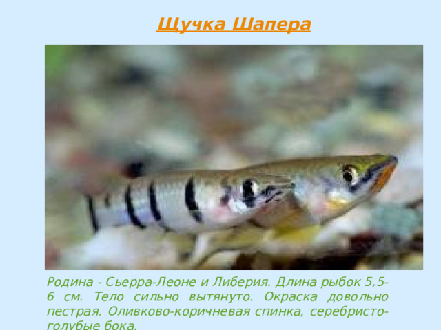 Родина - Сьерра-Леоне и Либерия. Длина рыбок 5,5-6 см. Тело сильно вытянуто. Окраска довольно пестрая. Оливково-коричневая спинка, серебристо-голубые бока. 