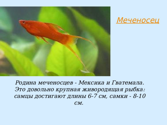 Родина меченосцев - Мексика и Гватемала. Это довольно крупная живородящая рыбка: самцы достигают длины 6-7 см, самки - 8-10 см. 