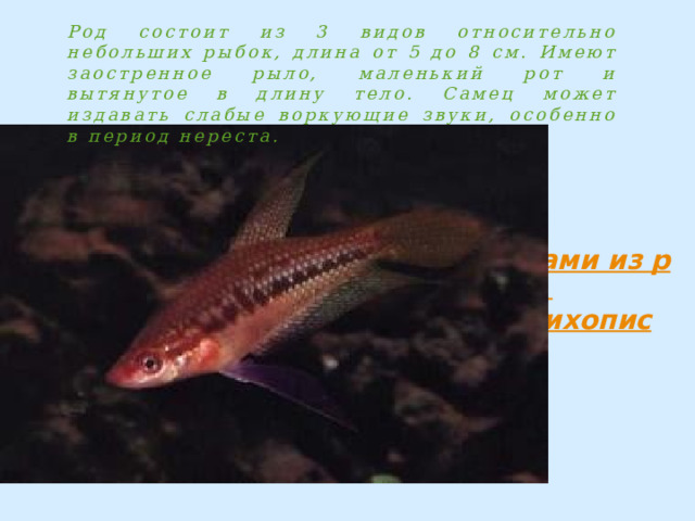 Род состоит из 3 видов относительно небольших рыбок, длина от 5 до 8 см. Имеют заостренное рыло, маленький рот и вытянутое в длину тело. Самец может издавать слабые воркующие звуки, особенно в период нереста. 