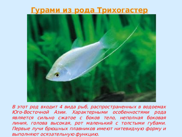 В этот род входит 4 вида рыб, распространенных в водоемах Юго-Восточной Азии. Характерными особенностями рода является сильно сжатое с боков тело, неполная боковая линия, голова высокая, рот маленький с толстыми губами. Первые лучи брюшных плавников имеют нитевидную форму и выполняют осязательную функцию. 
