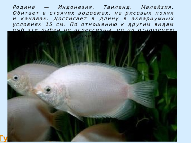 Родина — Индонезия, Таиланд, Малайзия. Обитает в стоячих водоемах, на рисовых полях и канавах. Достигает в длину в аквариумных условиях 15 см. По отношению к другим видам рыб эти рыбки не агрессивны, но по отношению к своему виду — драчливы. 