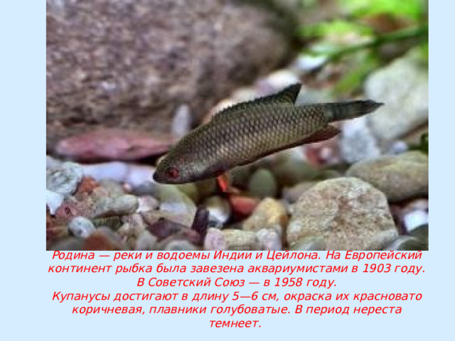 Родина — реки и водоемы Индии и Цейлона. На Европейский континент рыбка была завезена аквариумистами в 1903 году. В Советский Союз — в 1958 году.  Купанусы достигают в длину 5—6 см, окраска их красновато коричневая, плавники голубоватые. В период нереста темнеет. 
