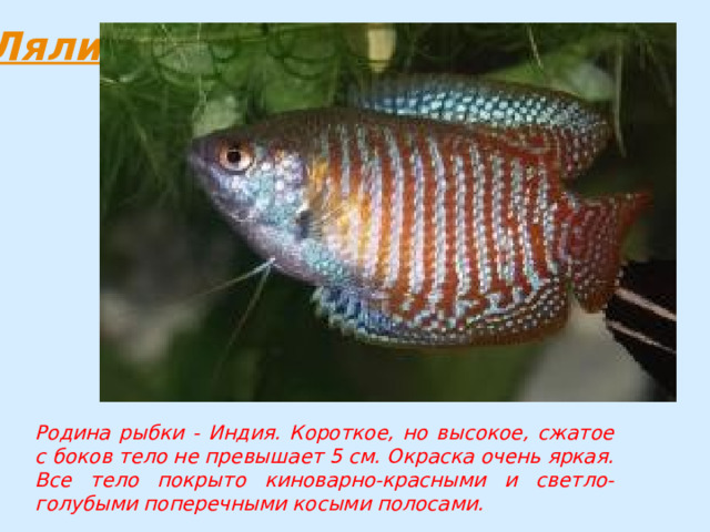 Родина рыбки - Индия. Короткое, но высокое, сжатое с боков тело не превышает 5 см. Окраска очень яркая. Все тело покрыто киноварно-красными и светло-голубыми поперечными косыми полосами. 