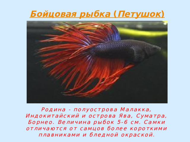 Родина - полуострова Малакка, Индокитайский и острова Ява, Суматра, Борнео. Величина рыбок 5-6 см. Самки отличаются от самцов более короткими плавниками и бледной окраской. 