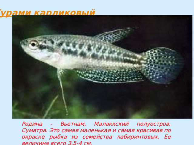 Родина - Вьетнам, Малаккский полуостров, Суматра. Это самая маленькая и самая красивая по окраске рыбка из семейства лабиринтовых. Ее величина всего 3,5-4 см. 