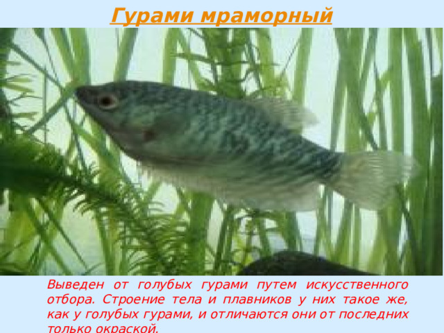 Выведен от голубых гурами путем искусственного отбора. Строение тела и плавников у них такое же, как у голубых гурами, и отличаются они от последних только окраской. 