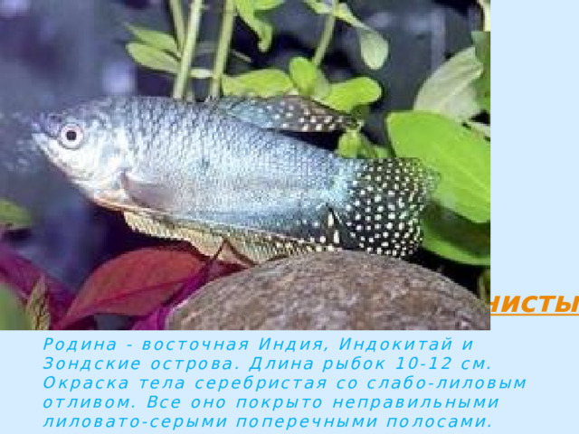 Родина - восточная Индия, Индокитай и Зондские острова. Длина рыбок 10-12 см. Окраска тела серебристая со слабо-лиловым отливом. Все оно покрыто неправильными лиловато-серыми поперечными полосами. 