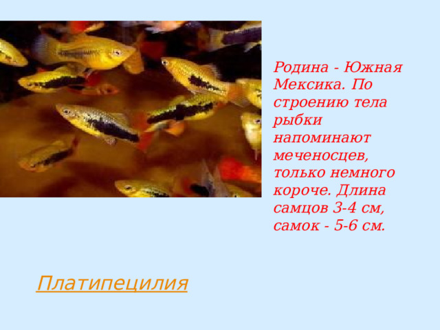 Родина - Южная Мексика. По строению тела рыбки напоминают меченосцев, только немного короче. Длина самцов 3-4 см, самок - 5-6 см. 