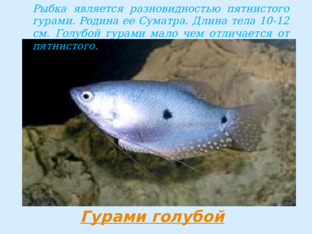 Рыбка является разновидностью пятнистого гурами. Родина ее Суматра. Длина тела 10-12 см. Голубой гурами мало чем отличается от пятнистого. 