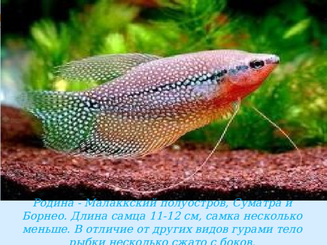 Родина - Малаккский полуостров, Суматра и Борнео. Длина самца 11-12 см, самка несколько меньше. В отличие от других видов гурами тело рыбки несколько сжато с боков. 
