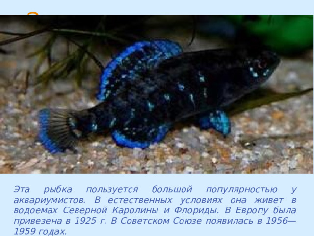 Эта рыбка пользуется большой популярностью у аквариумистов. В естественных условиях она живет в водоемах Северной Каролины и Флориды. В Европу была привезена в 1925 г. В Советском Союзе появилась в 1956—1959 годах. 