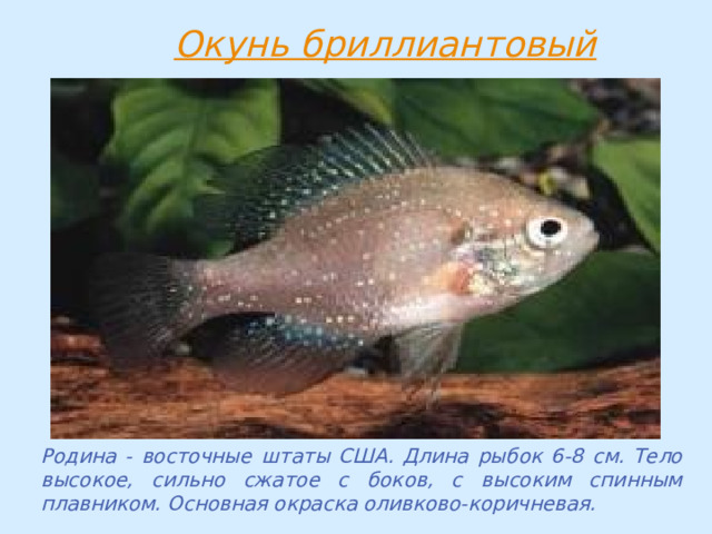 Родина - восточные штаты США. Длина рыбок 6-8 см. Тело высокое, сильно сжатое с боков, с высоким спинным плавником. Основная окраска оливково-коричневая. 