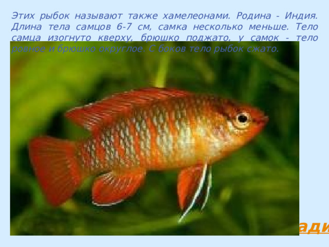 Этих рыбок называют также хамелеонами. Родина - Индия. Длина тела самцов 6-7 см, самка несколько меньше. Тело самца изогнуто кверху, брюшко поджато, у самок - тело ровное и брюшко округлое. С боков тело рыбок сжато. 