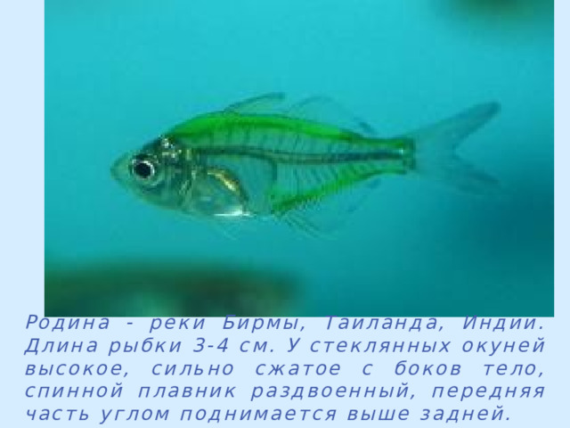 Родина - реки Бирмы, Таиланда, Индии. Длина рыбки 3-4 см. У стеклянных окуней высокое, сильно сжатое с боков тело, спинной плавник раздвоенный, передняя часть углом поднимается выше задней. 