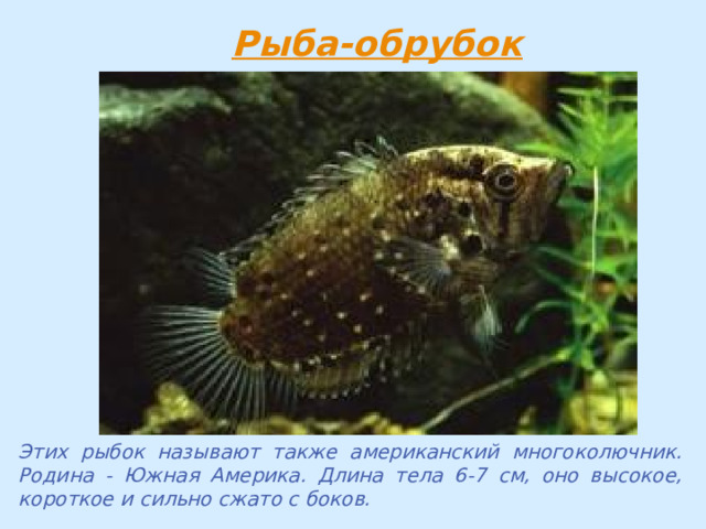 Этих рыбок называют также американский многоколючник. Родина - Южная Америка. Длина тела 6-7 см, оно высокое, короткое и сильно сжато с боков. 