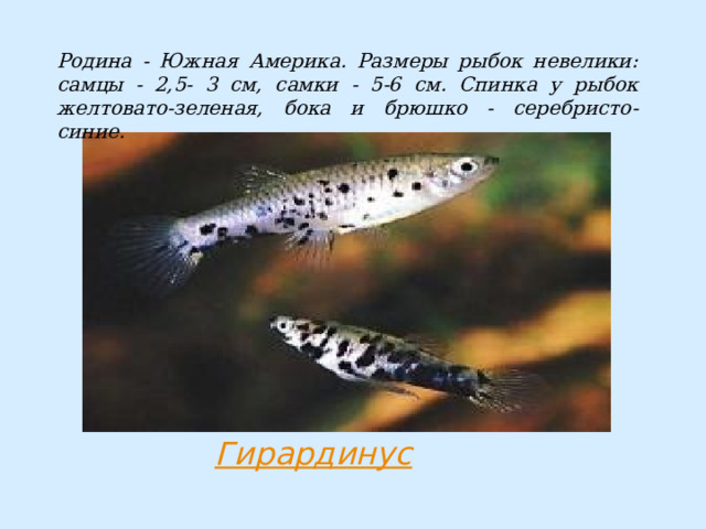 Родина - Южная Америка. Размеры рыбок невелики: самцы - 2,5- 3 см, самки - 5-6 см. Спинка у рыбок желтовато-зеленая, бока и брюшко - серебристо-синие. 