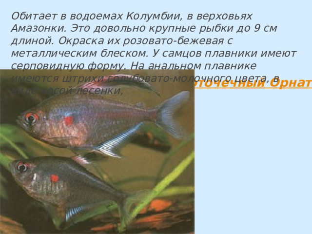 Обитает в водоемах Колумбии, в верховьях Амазонки. Это довольно крупные рыбки до 9 см длиной. Окраска их розовато-бежевая с металлическим блеском. У самцов плавники имеют серповидную форму. На анальном плавнике имеются штрихи голубовато-молочного цвета, в виде косой лесенки, 
