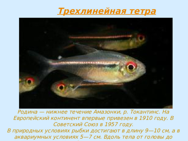 Родина — нижнее течение Амазонки, р. Токантинс. На Европейский континент впервые привезен в 1910 году. В Советский Союз в 1957 году.  В природных условиях рыбки достигают в длину 9—10 см, а в аквариумных условиях 5—7 см. Вдоль тела от головы до хвостового плавника, по бокам тянется три полосы; верхняя — ярко-красная, 
