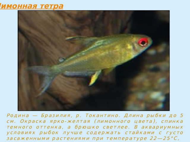 Родина — Бразилия, р. Токантино. Длина рыбки до 5 см. Окраска ярко-желтая (лимонного цвета), спинка темного оттенка, а брюшко светлее. В аквариумных условиях рыбок лучше содержать стайками с густо засаженными растениями при температуре 22—25°С, 
