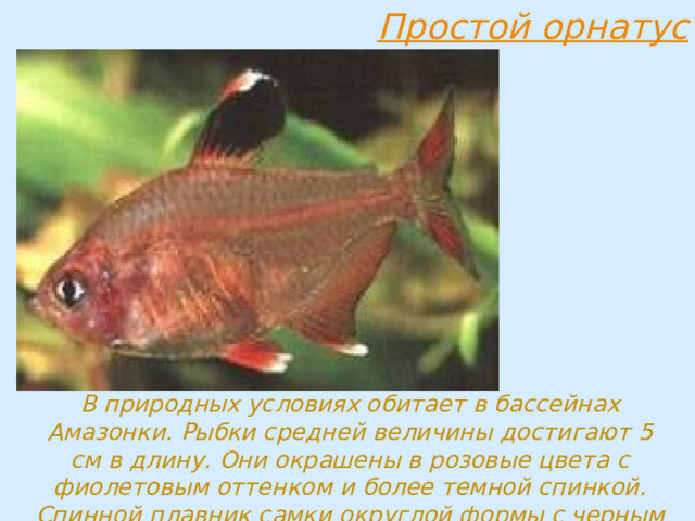 В природных условиях обитает в бассейнах Амазонки. Рыбки средней величины достигают 5 см в длину. Они окрашены в розовые цвета с фиолетовым оттенком и более темной спинкой. Спинной плавник самки округлой формы с черным кончиком и белым кантом. 