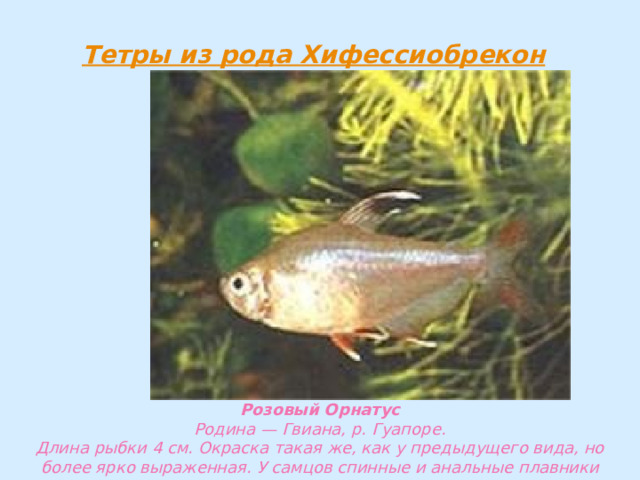 Розовый Орнатус  Родина — Гвиана, р. Гуапоре.  Длина рыбки 4 см. Окраска такая же, как у предыдущего вида, но более ярко выраженная. У самцов спинные и анальные плавники более удлиненные. 