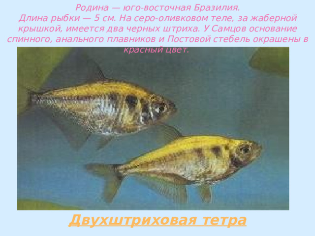 Родина — юго-восточная Бразилия.  Длина рыбки — 5 см. На серо-оливковом теле, за жаберной крышкой, имеется два черных штриха. У Самцов основание спинного, анального плавников и Постовой стебель окрашены в красный цвет. 