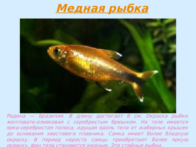 Родина — Бразилия. В длину достигает 8 см. Окраска рыбки желтовато-оливковая с серебристым брюшком. На теле имеется ярко-серебристая полоса, идущая вдоль тела от жаберных крышек до основания хвостового плавника. Самка имеет более бледную окраску. В период нереста самцы приобретают более яркую окраску, фон тела становится медным. Это стайные рыбки. 